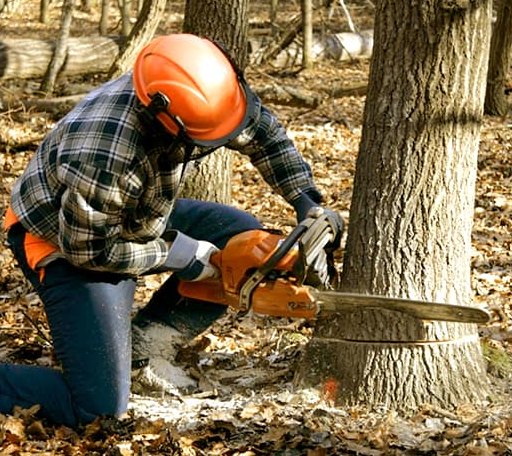Tree Removal in Levels, WV